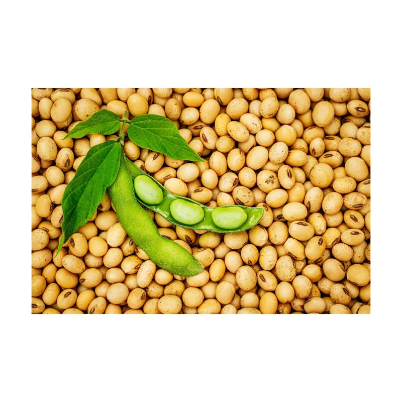 저렴한 가격에 하이 퀄리티 NON GMO 콩 프리미엄 천연 및 비 GMO 노란 콩 씨앗