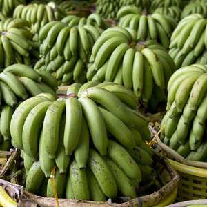 Plátanos Cavendish Verdes Frescos, Certificados GAP, de Vietnam, Marca Gimex, Calidad Superior, Empaque de 13 kg, en Venta - Product Image 4