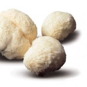 Champignon Crinière de lion frais, champignon Crinière de lion à prix raisonnable, meilleure vente de champignon Crinière de lion pour les fêtes - Product Image 4