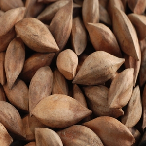 Noix de Pili fraîches, saveur salée intense, vente en gros, qualité supérieure pour les acheteurs B2B et l'exportation - Product Image 1