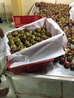 Vietnam Tropische Verse Mangosteen Met Hoge Kwaliteit En Goede Groothandelsprijs Voor Het Exporteren