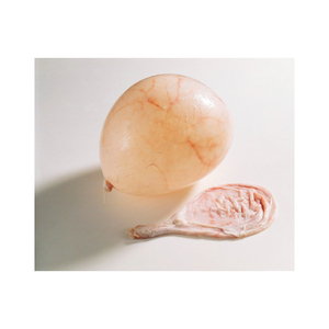 Fournisseur de vessie de porc congelée de qualité - Product Image 3