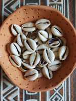 Kerang Cowrie Afrika Asli Potongan Tengah Cypraea Annulus Campuran |   Kerajinan Seni Kerang Laut Alami yang Dipoles Ramah Lingkungan MS