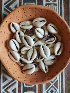 ศูนย์ของแท้ตัดเปลือกหอยแอฟริกัน cypraea annulus,, ผสม | เปลือกวัว, เปลือกหอยทะเลธรรมชาติ, การทำนาย - Product Image 4