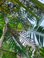 Peruaanse Wilde Acai-bessen Vriesgedroogd Poeder 100% Zuiver HACCP Gecertificeerd Groothandel Premium Kwaliteit Superfood voor Energie & Immuniteit