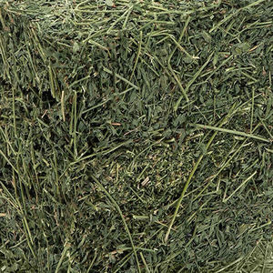 Nouveau foin de luzerne prêt à l'approvisionnement Foin de luzerne à haute teneur en protéines pour l'alimentation animale Prix bon marché - Product Image 5