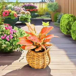 Tienphong, venta al por mayor, 2025, hecho a mano jacinto de agua, maceta de escritorio con asas para jardín al aire libre, sala de estar decorativa - Product Image 5