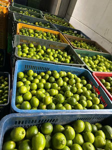 CONCENTRÉ DE JUS DE CALAMANSI KUMQUAT CONGELÉ PURÉE DE KUMQUAT - Product Image 5