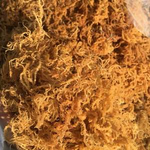 MARISCOS SECOS NATURALES-MUSGO DEL MAR DE ORO EXPORTACIÓN DE 99 DATOS DE ORO - Product Image 4