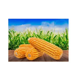 Granos de maíz amarillo seco con experiencia en granos de maíz amarillo fresco | Precio al por mayor Maíz