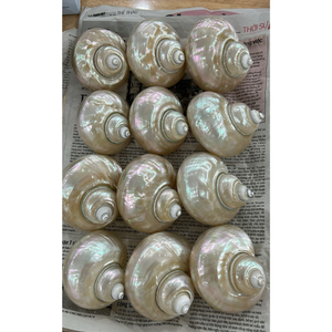 Coquillages Turbo Marmoratus, Coquille Turbo Imperialis polie - Bon prix et haute qualité, polie et nettoyée - Product Image 1