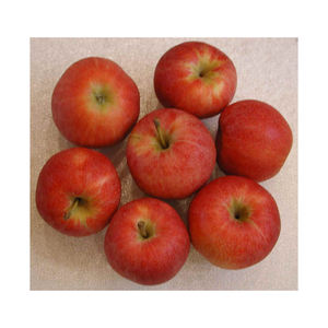 Manzanas frescas, crujientes, dulces y jugosas para exportación, venta al por mayor, supermercados, distribuidores y mercados globales de productos agrícolas - Product Image 6