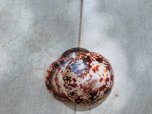 เปลือกหอยทากธรรมชาติเปลือกหอยขัดเงา/เปลือกหอยใหญ่6-8ซม. สำหรับงานฝีมือและของตกแต่ง - Product Image 4