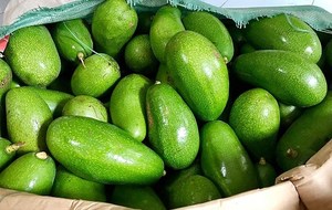 Aguacates frescos y congelados de alta calidad de productos frescos de Vietnam - Product Image 4