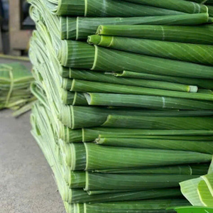 Norme d'exportation de feuilles de bananier séchées et fraîches au meilleur prix pour le papier à usage alimentaire pour le stockage congelé - Product Image 1