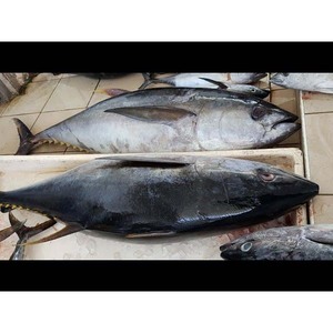 Atún congelado de alta calidad capturado en aguas profundas, fresco congelado y empaquetado para mercados de exportación - Product Image 6