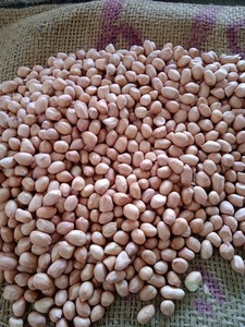 Java số lượng lớn đậu phộng 50 đếm mỗi ounce Chất lượng cao tươi nguyên đậu phộng tự nhiên lành mạnh Snack đậu phộng cao cấp cung cấp bán buôn trang trại - Product Image 2