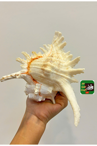 Material artesanal natural Seashell para la fabricación de joyas, suministro decorativo ecológico procedente de playas de Vietnam - Product Image 2