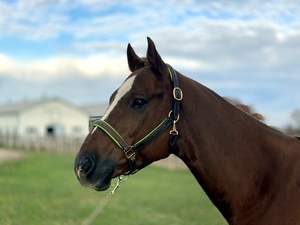 Halter cosido de lujo con relleno. Mejillas planas - Product Image 3