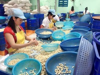 Vente chaude-Livraison rapide Noix de cajou SP avec le taux le plus bas de l'usine du Vietnam de qualité supérieure
