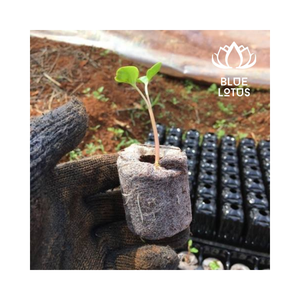 เม็ดมะพร้าวสำหรับเพาะเมล็ดแบบไฮโดรโปนิกส์เป็นมิตรต่อสิ่งแวดล้อมบรรจุภัณฑ์ขนาดกลางที่กำหนดเองได้จากเวียดนาม - Product Image 1