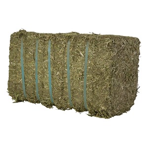 Buy Alfalfa hay Pellets Animal Feed for Cattle Alfalfa Hay Pellets for Animal Feedings at Cheap Price - Product Image 4