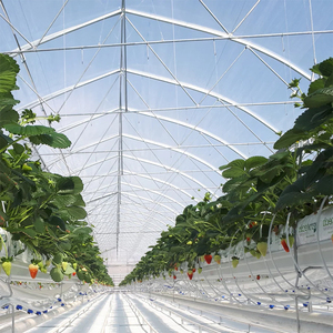 Serre commerciale à grande portée en film plastique avec structure en acier galvanisé stabilisé aux UV pour la culture de légumes et de fleurs - Product Image 4