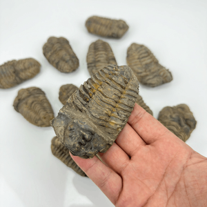 Venta al por mayor de mini fósiles auténticos de Trilobites calymene marroquíes - Product Image 3