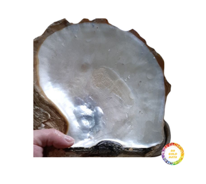 Gran oferta, incrustaciones de chapa de concha de mar de perla madre ecológica, muchos tamaños disponibles para la decoración de la pared del hogar, artesanías naturales 99GD - Product Image 6