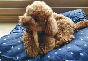 Juguete masticable para perros grandes café masticar juguete duradero para masticadores agresivos MS HOLIDAY - Product Image 6