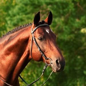 Embouchure de rênes pour cheval à double articulation de qualité supérieure, en argent et cuivre, avec quincaillerie en laiton, rouleau de mastication pour la bouche, anneaux en acier inoxydable - Product Image 6