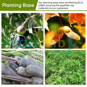 Focusherb ผงเทอร์โรน40% 1% Ajuga 2% อาหารสกัดจากพืช - Product Image 4