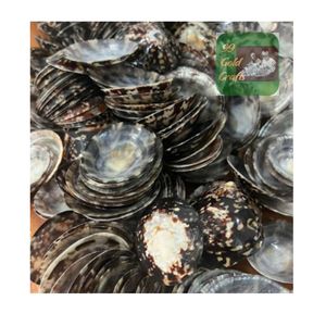 VIETNAM COQUILLES DE LIMPETTE OVALE PREMIUM POUR L'ALLAITEMENT, LES PROJETS D'ART EN RÉSINE, LA FABRICATION DE BIJOUX ET LES COLLECTIONS DE SOUVENIRS - Product Image 2