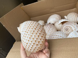 เปลือกหอยจากเวียดนามสำหรับการผลิตเครื่องหอมเครื่องประดับ - Product Image 4