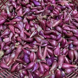 Échalote violette vietnamienne congelée | Fraîche coupée et congelée - Product Image 1