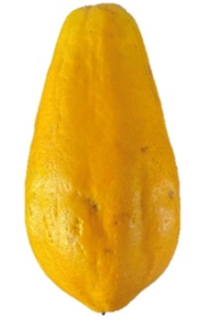 Semillas Híbridas de Papaya T2 F1, 99% de Pureza, 80% de Germinación - Product Image 3