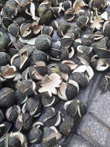 Venta al por mayor a granel de alta calidad, mandarina seca picada, seda de piel de naranja amarga - Product Image 4