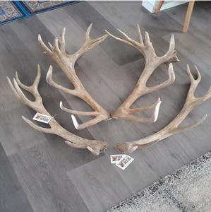 Cuernos de ganado rojos naturales para masticar por mascotas, manualidades, decoración del hogar, cápsulas de cuerno de ganado, almacenamiento de larga duración - Product Image 6