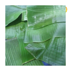 Feuilles de bananier congelées, feuilles de bananier congelées polyvalentes pour griller et cuire à la vapeur, matériau de qualité alimentaire, vente en gros - Product Image 2