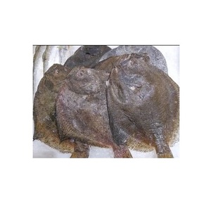Turbot entier congelé de qualité supérieure à prix de gros, disponible pour l'exportation mondiale - Product Image 1