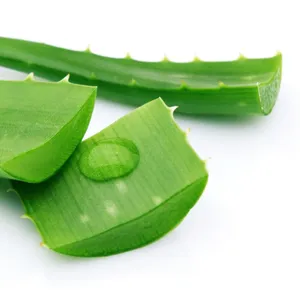 HOT HOT!!! Aloe Vera is a very popular product in the Vietnamese market