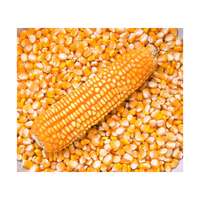 Meilleur prix Maïs jaune brésilien glutineux non-OGM, maïs sec pour pop-corn, 100% naturel, riche en protéines