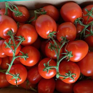 Tomates fraîches, livraison rapide, tomates de haute qualité en provenance d'Afrique du Sud, tomates fraîches de type prune et cerise rouges à vendre - Product Image 3
