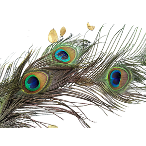 Proveedor de plumas de pavo real naturales a granel baratas para decoración de fiestas y hogares - Product Image 1