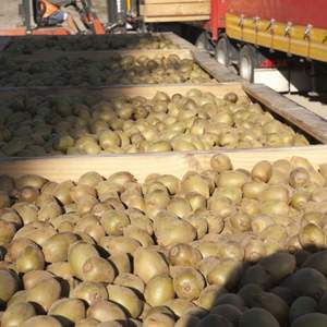 Fruits de kiwi à haute teneur en Brix 9,5+ Qualité export Mûrs Vente en gros Qualité supérieure Biologiques 100% Frais Variété Hayward - Product Image 6