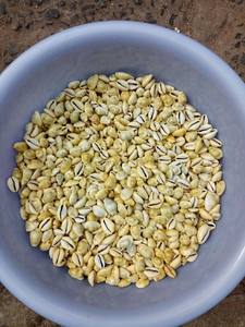 Bonitas cuentas de concha de cauri, conchas marinas ovaladas, conchas marinas de playa para manualidades, decoración del hogar, fabricación de joyas - Product Image 5