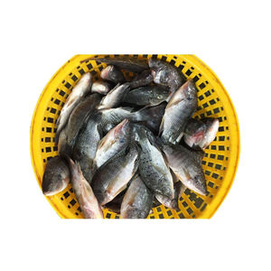 Tilapia congelé de catégorie A, élevé à la ferme, frais congelé et emballé pour l'approvisionnement en gros - Product Image 1