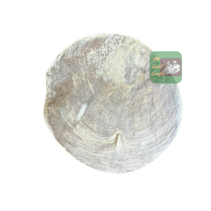 Coquille de Capiz Naturelle Transparente Effet Réel - Coquille de Capiz Blanche Polie Haute Brillance pour Bricolage et Décoration Faite Main - Product Image 3