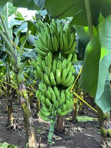 Plátanos Cavendish frescos totalmente naturales exportados por proveedor de Vietnam para muchos alimentos nutritivos - Product Image 6