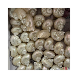 Venta caliente caracola marina natural tallada limpia y pulida de Vietnam - Product Image 1